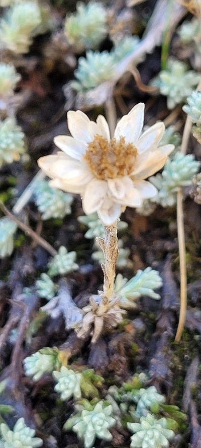 Castroviejoa frigida, photographed by EN57