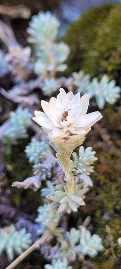 Castroviejoa frigida, photographed by EN57