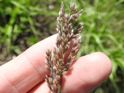 Poa arachnifera, photographed by Sam Kieschnick