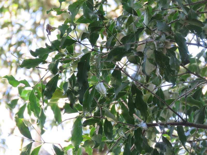 Pleurostylia capensis, photographed by Christiaan Viljoen