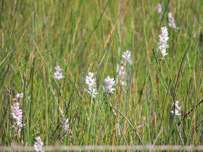 Wurmbea stricta, photographed by Jacques van der Merwe