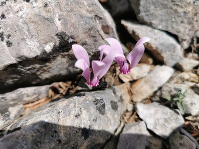 Cyclamen graecum, photographed by Thor-Rune Hansen