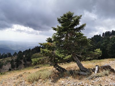 Abies cephalonica
