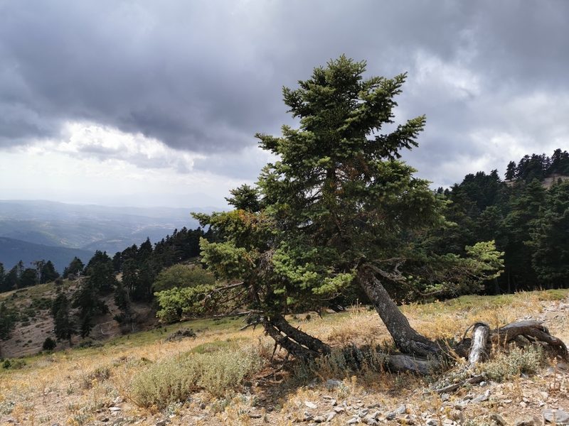 Abies cephalonica, photographed by Thor-Rune Hansen