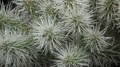 Cylindropuntia pallida, photographed by Shaun Swanepoel