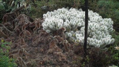 Cylindropuntia pallida, photographed by Shaun Swanepoel