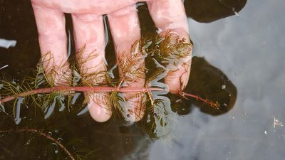 Myriophyllum sibiricum, photographed by Norma Malinowski