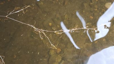 Potamogeton spirillus, photographed by Norma Malinowski