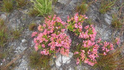 Erica praenitens, photographed by jillblignaut
