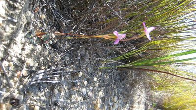 Disa bifida, photographed by jillblignaut