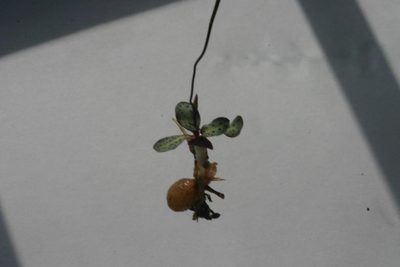 Disa bifida, photographed by jillblignaut