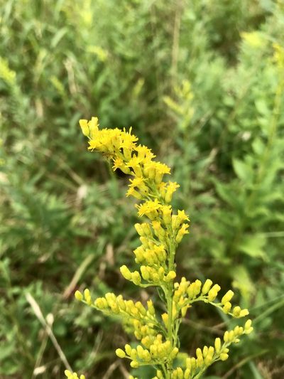 Solidago latissimifolia, photographed by Chase Mathey