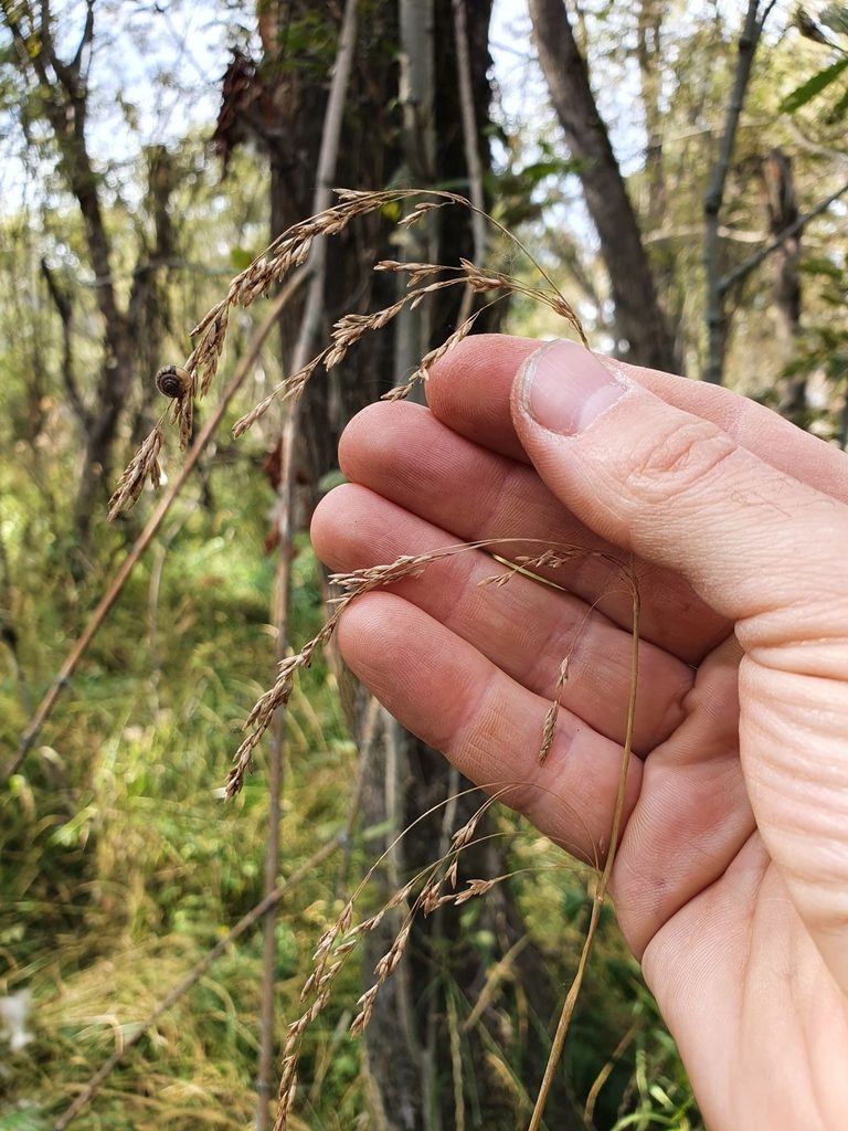 Glyceria lithuanica, photographed by Michael D. Pirie