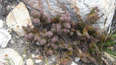 Muraltia ciliaris, photographed by jillblignaut