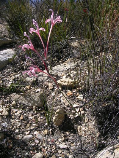Tritoniopsis revoluta, photographed by jillblignaut