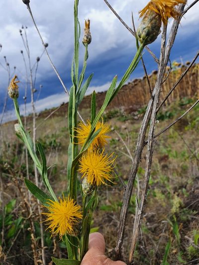 Centaurea chartolepis, photographed by Анна Митрошенкова