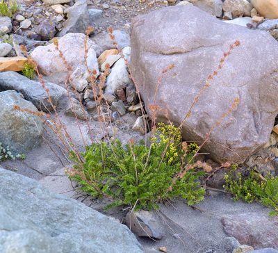 Acaena pinnatifida, photographed by Nicolás Villaseca Merino
