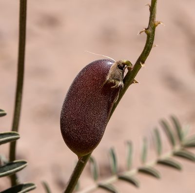 Astragalus cruckshanksii, photographed by Nicolás Villaseca Merino