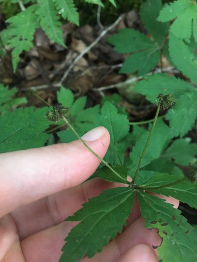 Sanicula trifoliata, photographed by Jessica