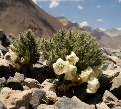 Caiophora coronata, photographed by Nicolás Villaseca Merino