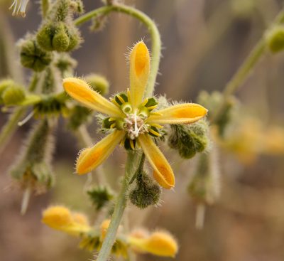 Blumenbachia dissecta, photographed by Nicolás Villaseca Merino