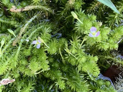 Mayaca fluviatilis, photographed by agjackson1