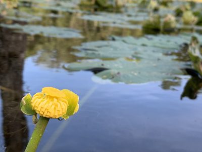 Nuphar sagittifolia, photographed by agjackson1