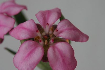 Adenandra fragrans, photographed by jillblignaut