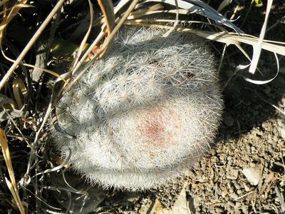 Mammillaria candida, photographed by amantedarmanin