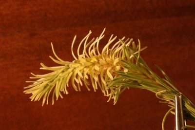 Phylica velutina, photographed by jillblignaut