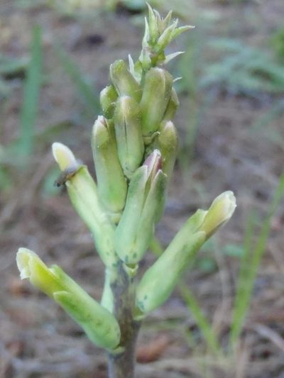Lachenalia algoensis, photographed by Nicola van Berkel