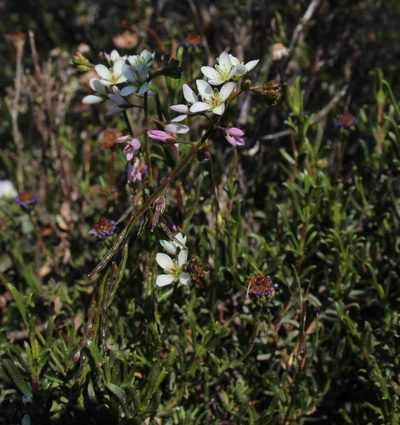 Heliophila pubescens, photographed by Tony Rebelo