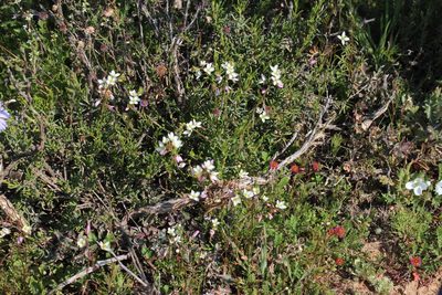 Heliophila pubescens, photographed by Tony Rebelo