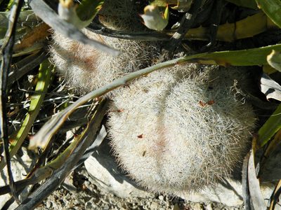 Mammillaria candida, photographed by amantedarmanin