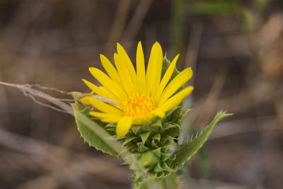 Grindelia ciliata, photographed by E. Millman