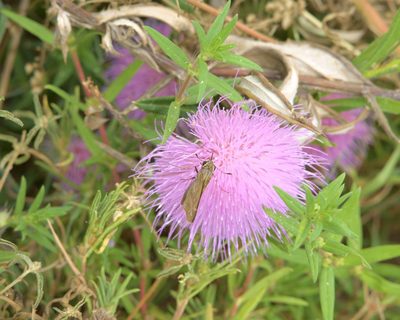 Cirsium altissimum, photographed by E. Millman