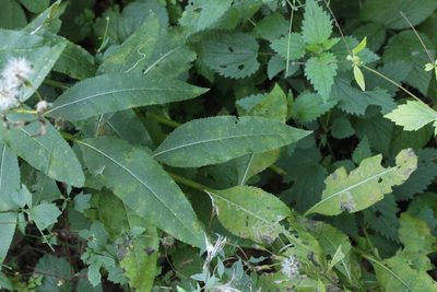Senecio ovatus, photographed by Björn Sothmann