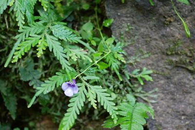 Torenia concolor, photographed by Moogoo Lee