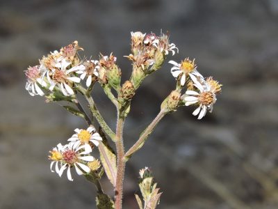 Eurybia radulina, photographed by Alex