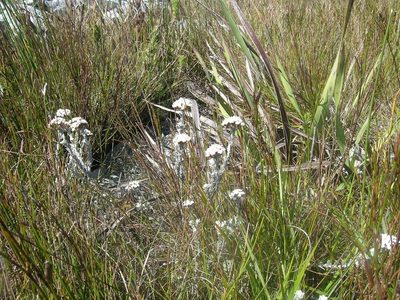 Langebergia canescens, photographed by jillblignaut
