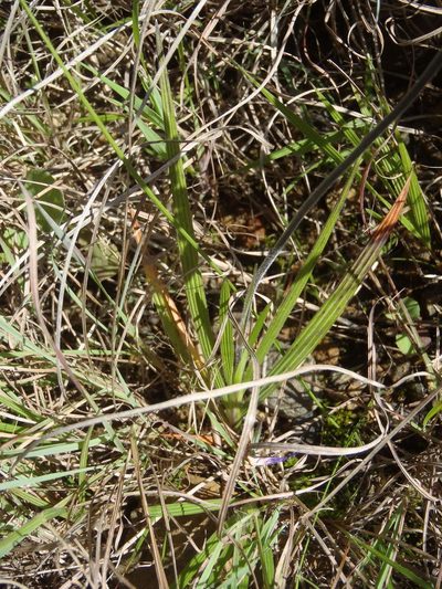 Babiana patersoniae, photographed by Nicola van Berkel