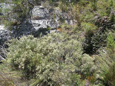 Brunia schlechteri, photographed by jillblignaut