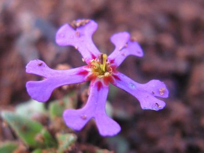 Zaluzianskya violacea, photographed by douglaseustonbrown