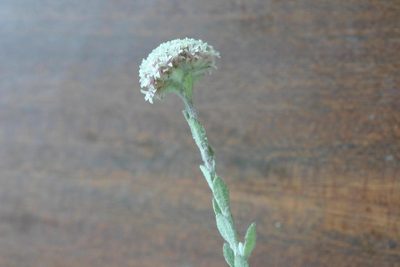Langebergia canescens, photographed by jillblignaut