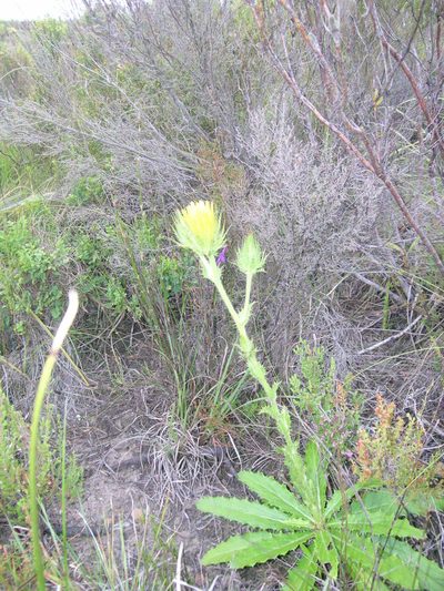 Berkheya carlinoides, photographed by jillblignaut
