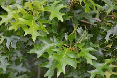 Quercus palustris, photographed by Eric Verna