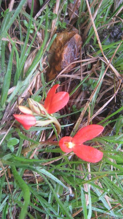 Disa cardinalis, photographed by jillblignaut