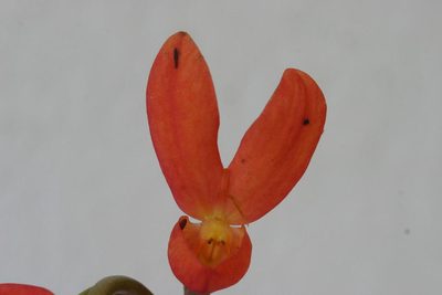 Disa cardinalis, photographed by jillblignaut