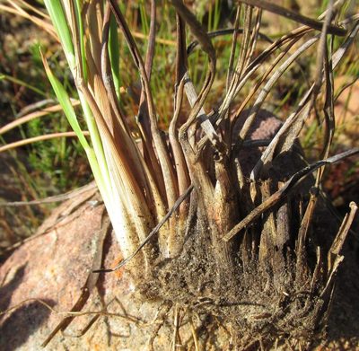 Pentameris aristidoides, photographed by douglaseustonbrown