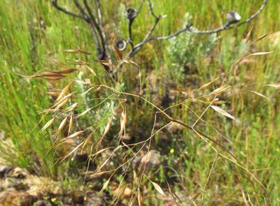 Pentameris aristidoides, photographed by douglaseustonbrown
